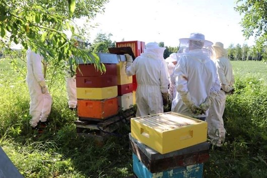 Dekorelement som erstatning for et bilde Nybegynnerkurs i birøkt med Nedre Romerike Birøkterlag - Teorikvelder, 2026-02-24T19:00:00, from 19.00 to 21.00